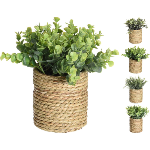  Γλαστράκι σε Κασπώ Φυσικό 11.5cm 4Σχδ