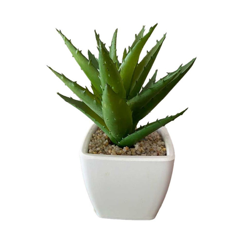 Κακτάκια Small ΣΕΤ/2