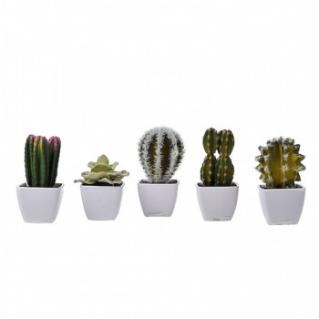 Κακτάκια Small ΣΕΤ/2