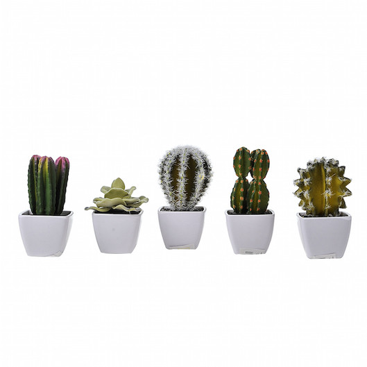 Κακτάκια Small ΣΕΤ/2